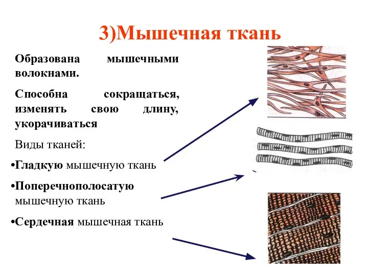 3)Мышечная ткань Образована мышечными волокнами. Способна сокращаться, изменять свою длину, укорачиваться Виды