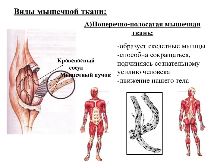 Виды мышечной ткани: Кровеносный сосуд Мышечный пучок А)Поперечно-полосатая мышечная ткань: -образует скелетные