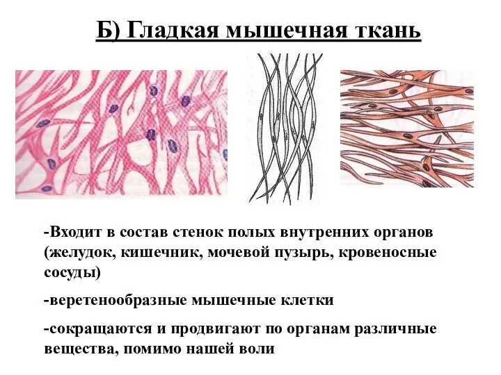 Б) Гладкая мышечная ткань -Входит в состав стенок полых внутренних органов (желудок,