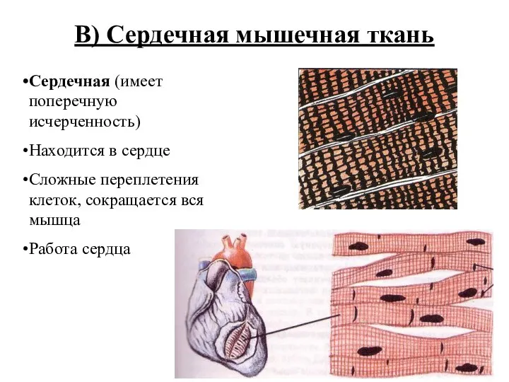 В) Сердечная мышечная ткань Сердечная (имеет поперечную исчерченность) Находится в сердце Сложные