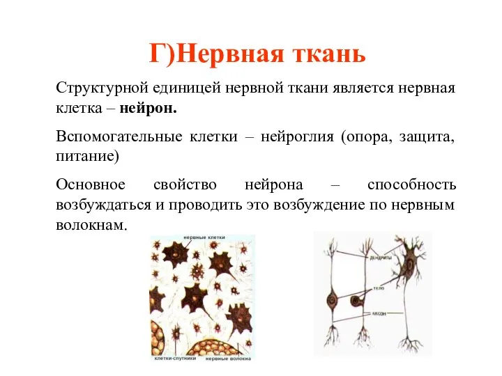 Г)Нервная ткань Структурной единицей нервной ткани является нервная клетка – нейрон. Вспомогательные