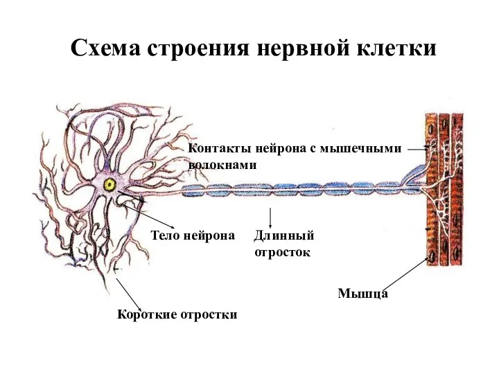 Схема строения нервной клетки Контакты нейрона с мышечными волокнами Тело нейрона Длинный отросток Короткие отростки Мышца