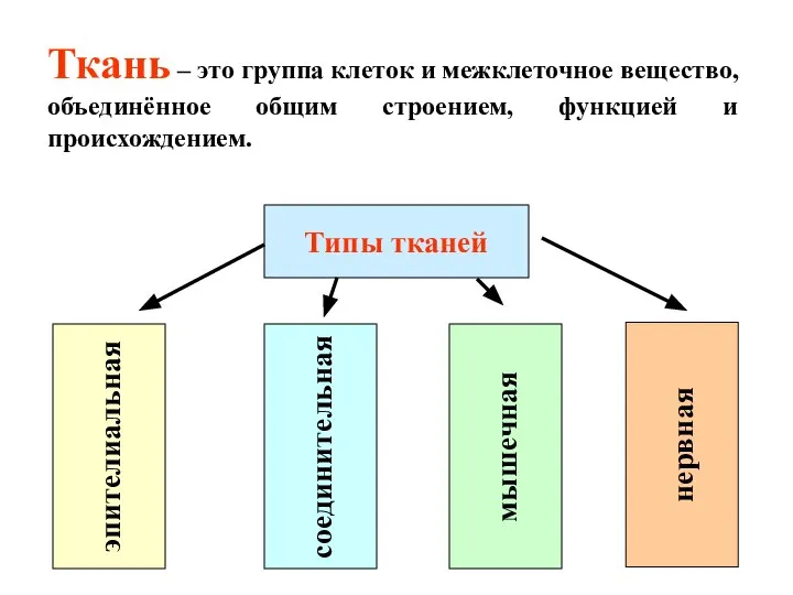 Ткань – это группа клеток и межклеточное вещество, объединённое общим строением, функцией