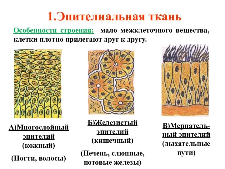 Особенности строения: мало межклеточного вещества, клетки плотно прилегают друг к другу. 1.Эпителиальная