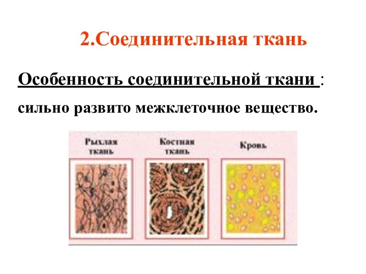 2.Соединительная ткань Особенность соединительной ткани : сильно развито межклеточное вещество.