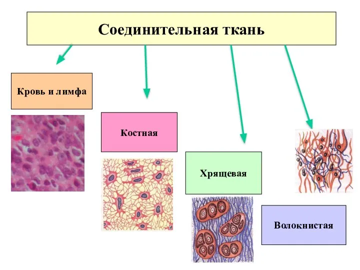 Соединительная ткань Кровь и лимфа Волокнистая Хрящевая Костная