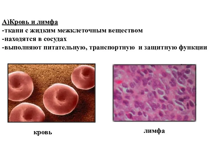 А)Кровь и лимфа -ткани с жидким межклеточным веществом -находятся в сосудах -выполняют