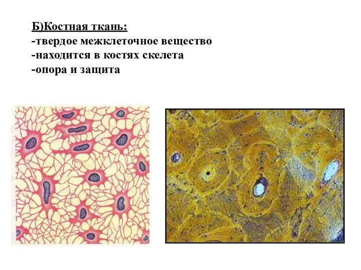 Б)Костная ткань: -твердое межклеточное вещество -находится в костях скелета -опора и защита