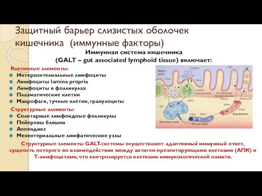 Иммунная система кишечника (GALT – gut associated lymphoid tissue) включает: Клеточные элементы: