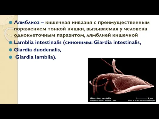 Лямблиоз – кишечная инвазия с преимущественным поражением тонкой кишки, вызываемая у человека