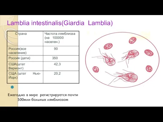 Lamblia intestinalis(Giardia Lamblia) Ежегодно в мире регистрируется почти 500млн больных лямблиозом