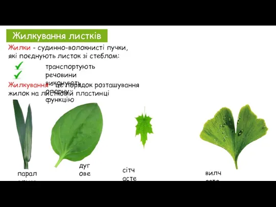 Жилки - судинно-волокнисті пучки, які поєднують листок зі стеблом: Жилкування листків транспортують