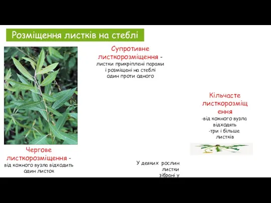 Розміщення листків на стеблі Чергове листкорозміщення – від кожного вузла відходить один