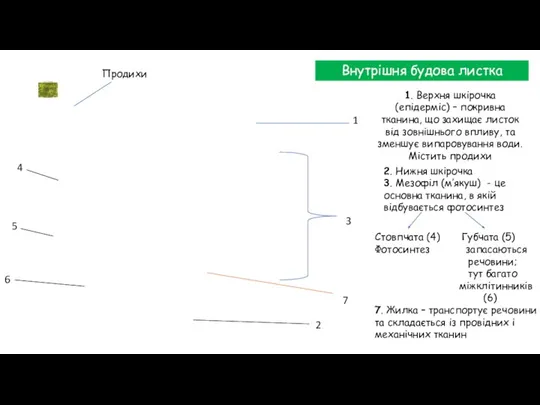 Внутрішня будова листка 1 2 3 4 5 6 7 1. Верхня