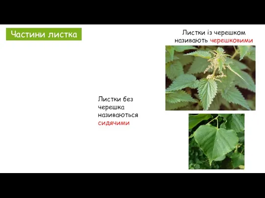 Частини листка Листки із черешком називають черешковими Листки без черешка називаються сидячими