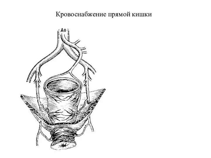 Кровоснабжение прямой кишки