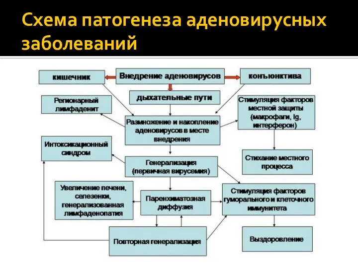 Схема патогенеза аденовирусных заболеваний