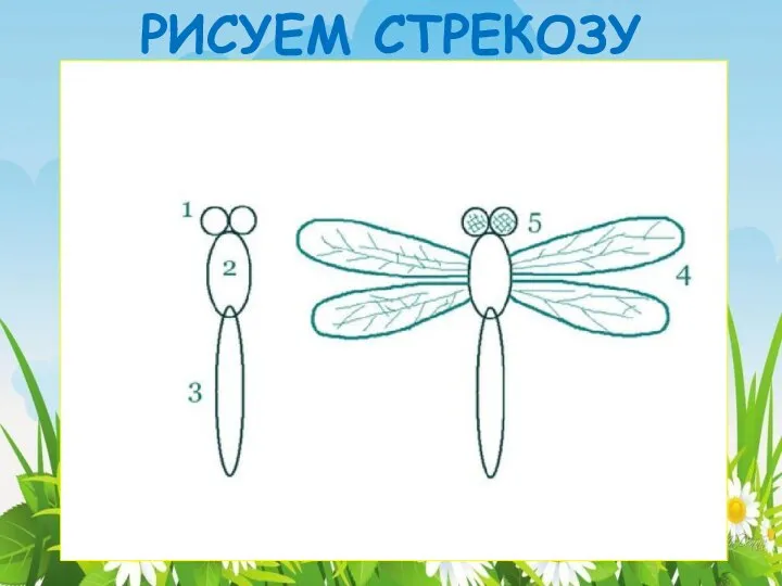 РИСУЕМ СТРЕКОЗУ