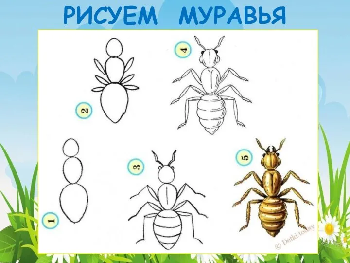 РИСУЕМ МУРАВЬЯ