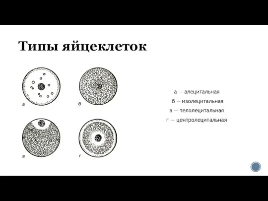 Типы яйцеклеток а — алецитальная б — изолецитальная в — телолецитальная г — центролецитальная