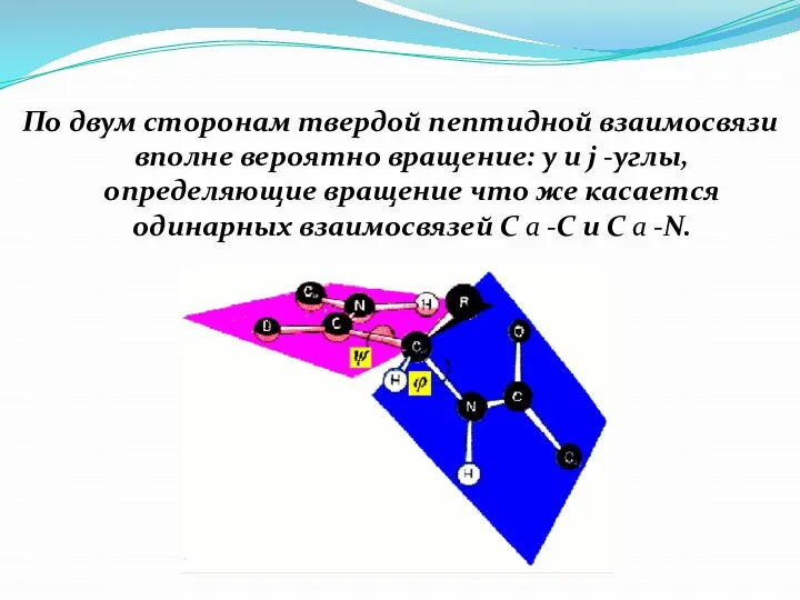По двум сторонам твердой пептидной взаимосвязи вполне вероятно вращение: y и j