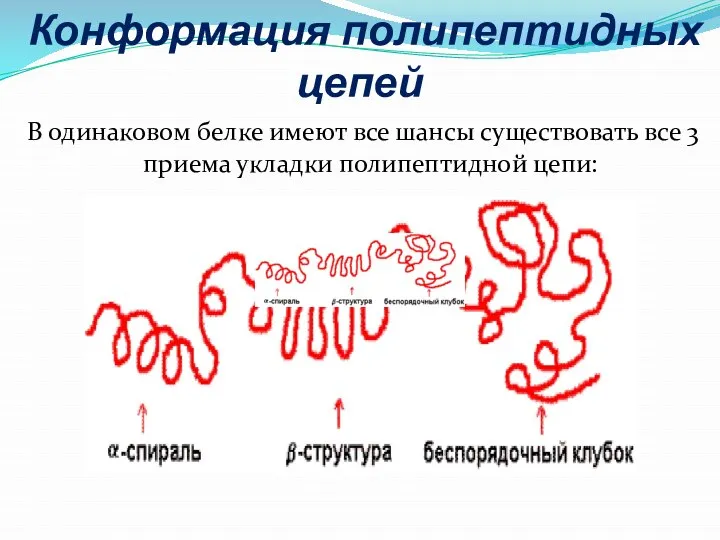 Конформация полипептидных цепей В одинаковом белке имеют все шансы существовать все 3 приема укладки полипептидной цепи: