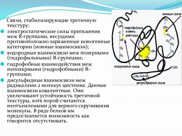 Связи, стабилизирующие третичную текстуру: электростатические силы притяжения меж R-группами, несущими противоположно заряженные