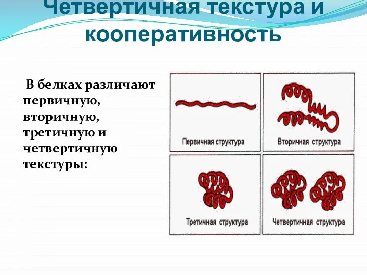 Четвертичная текстура и кооперативность В белках различают первичную, вторичную, третичную и четвертичную текстуры: