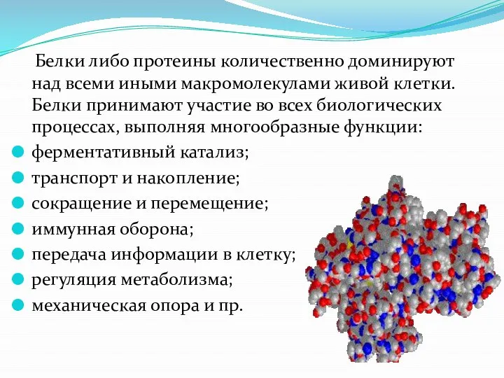 Белки либо протеины количественно доминируют над всеми иными макромолекулами живой клетки. Белки