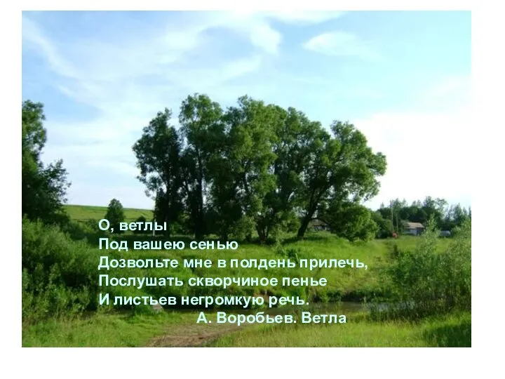 О, ветлы Под вашею сенью Дозвольте мне в полдень прилечь, Послушать скворчиное