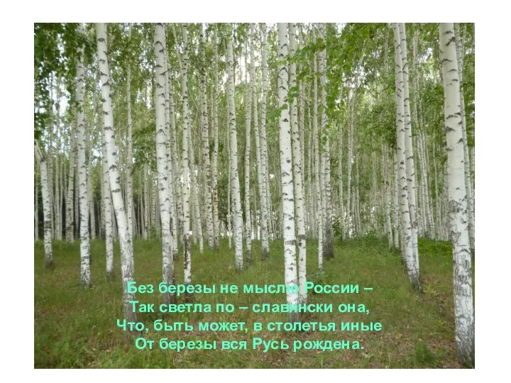 Без березы не мыслю России – Так светла по – славянски она,