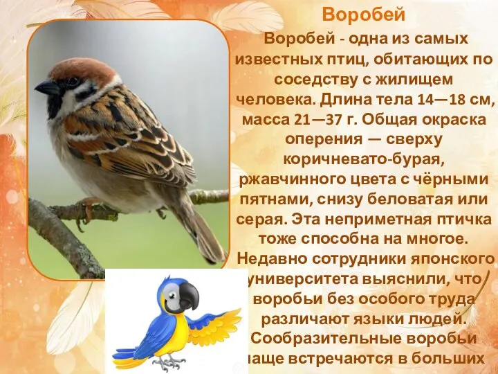 Воробей Воробей - одна из самых известных птиц, обитающих по соседству с