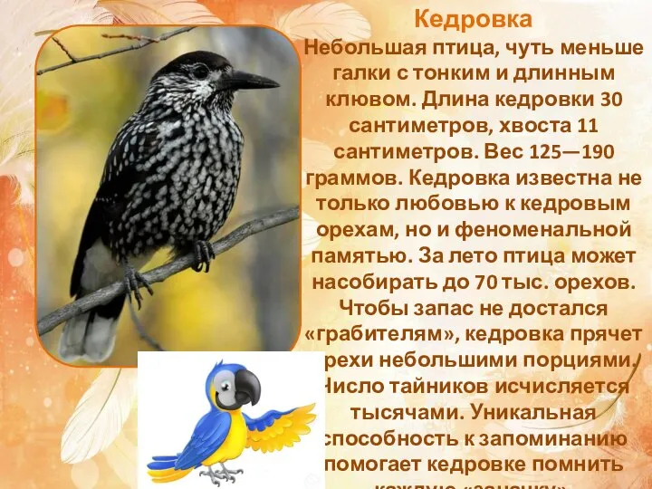 Кедровка Небольшая птица, чуть меньше галки с тонким и длинным клювом. Длина