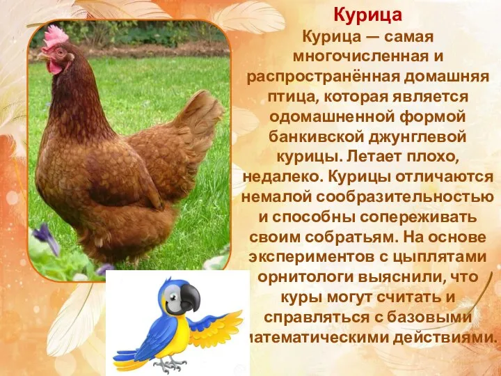Курица Курица — самая многочисленная и распространённая домашняя птица, которая является одомашненной