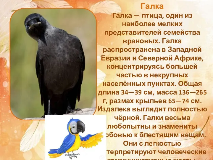 Галка Галка — птица, один из наиболее мелких представителей семейства врановых. Галка