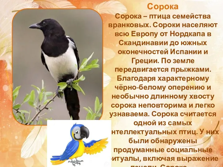 Сорока Сорока – птица семейства вранковых. Сороки населяют всю Европу от Нордкапа