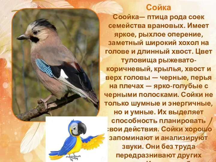 Сойка Соойка— птица рода соек семейства врановых. Имеет яркое, рыхлое оперение, заметный