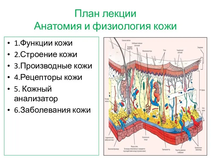 План лекции Анатомия и физиология кожи 1.Функции кожи 2.Строение кожи 3.Производные кожи