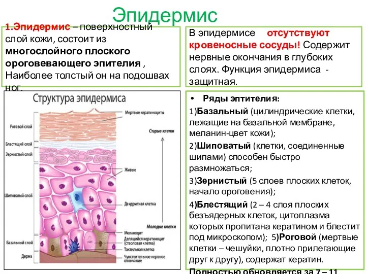 Эпидермис Ряды эптителия: 1)Базальный (цилиндрические клетки, лежащие на базальной мембране, меланин-цвет кожи);