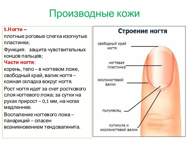 Производные кожи 5.Ногти – плотные роговые слегка изогнутые пластинки; Функция: защита чувствительных