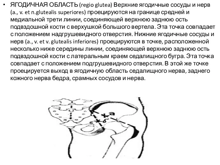 ЯГОДИЧНАЯ ОБЛАСТЬ (regio glutea) Верхние ягодичные сосуды и нерв (a., v. et