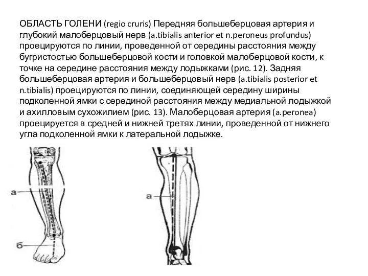 ОБЛАСТЬ ГОЛЕНИ (regio cruris) Передняя большеберцовая артерия и глубокий малоберцовый нерв (a.tibialis