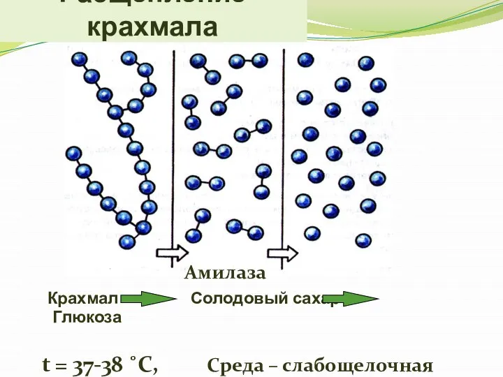 Расщепление крахмала Амилаза Крахмал Солодовый сахар Глюкоза t = 37-38 ˚C, Среда – слабощелочная