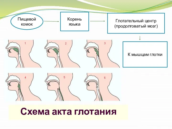 Пищевой комок Корень языка Глотательный центр (продолговатый мозг) К мышцам глотки Схема акта глотания