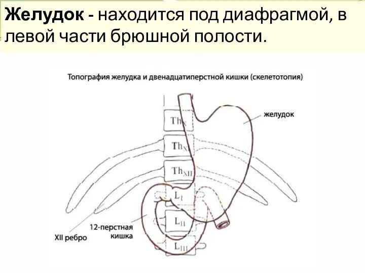 Желудок - находится под диафрагмой, в левой части брюшной полости.