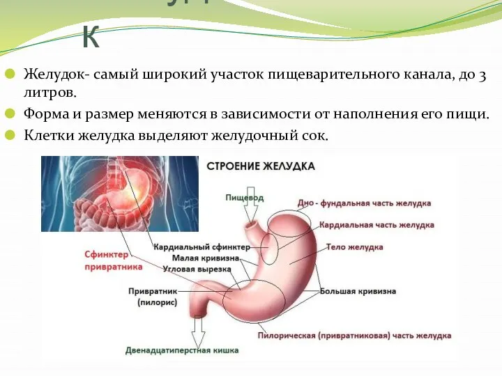 Желудок Желудок- самый широкий участок пищеварительного канала, до 3 литров. Форма и