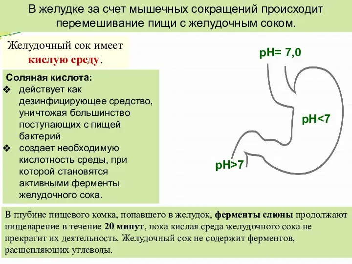 В желудке за счет мышечных сокращений происходит перемешивание пищи с желудочным соком.