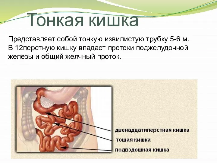 Тонкая кишка Представляет собой тонкую извилистую трубку 5-6 м. В 12перстную кишку