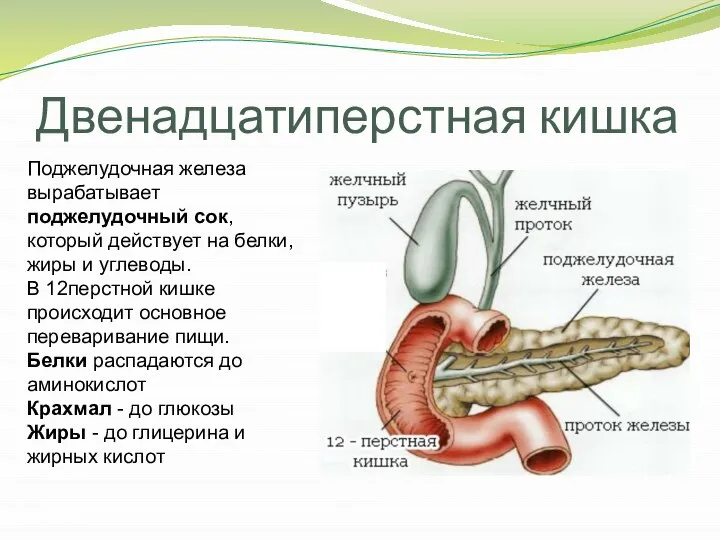 Двенадцатиперстная кишка Поджелудочная железа вырабатывает поджелудочный сок, который действует на белки, жиры