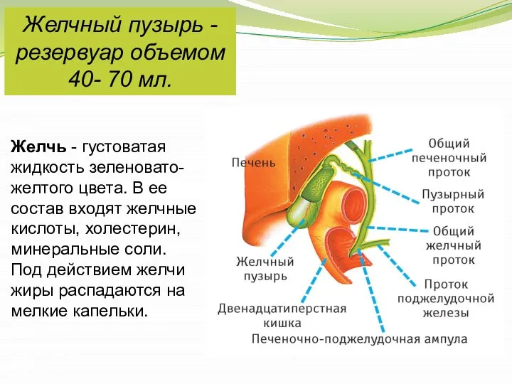 Желчный пузырь - резервуар объемом 40- 70 мл. Желчь - густоватая жидкость